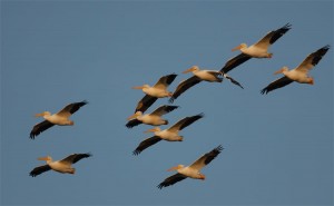 White-pelicans-sunset-2